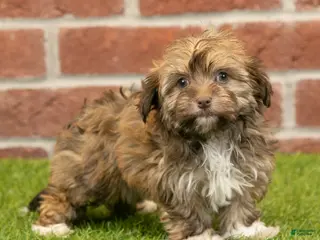 Havanese dogs Sabrina - Ad 4