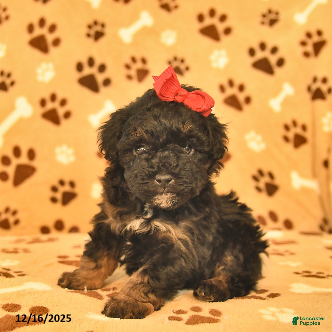 Toy Poodle dogs for sale: Milo  - Ad 4