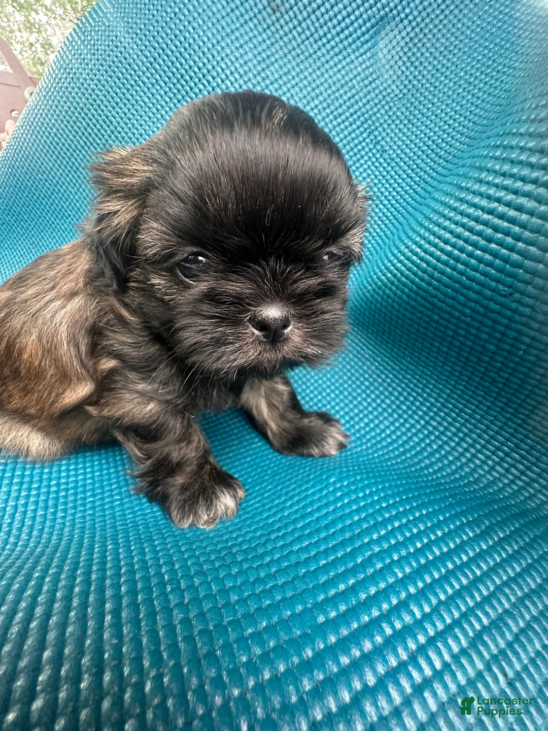 Shih Tzu dogs for sale: Brownie - Ad 1