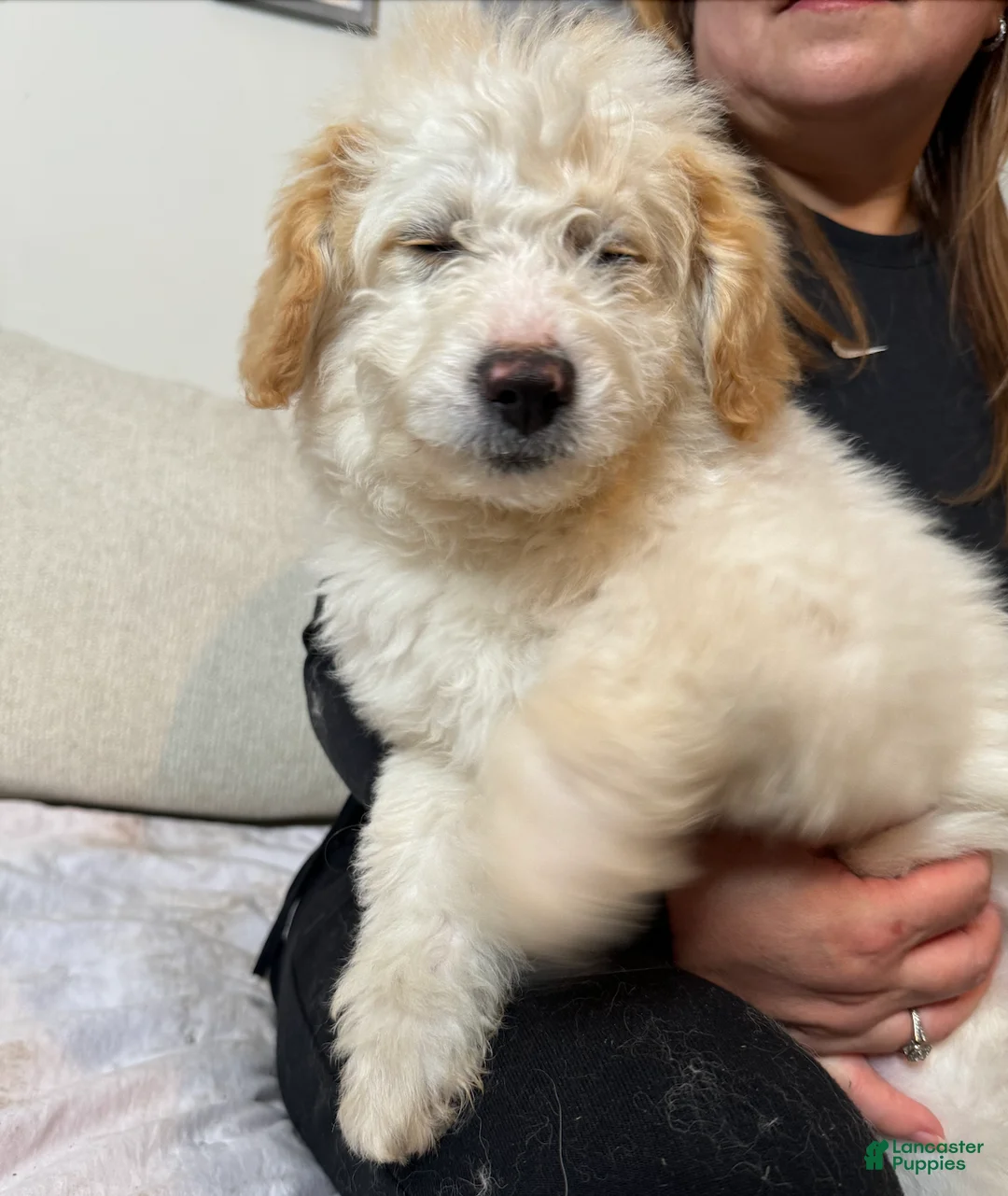 Goldendoodle dogs for sale: Dean - Ad 6