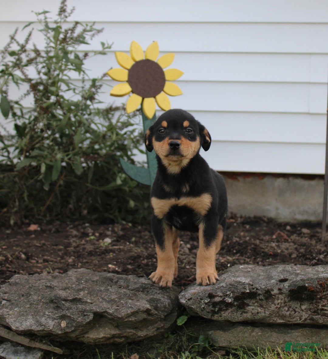 Australian Shepherd dogs for sale: Lucky - Ad 1