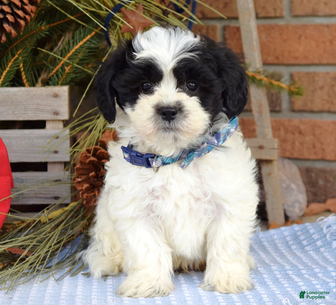 Teddy Bear dogs for sale: Bear - Ad 6