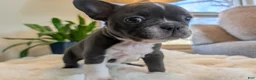 Frenchton dogs for sale: Clover - Ad 6