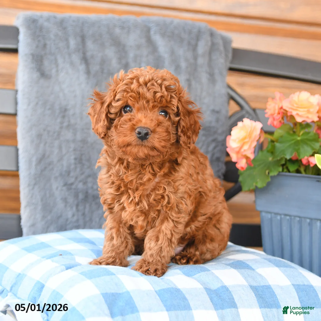 Miniature Poodle dogs for sale: Max - Ad 2