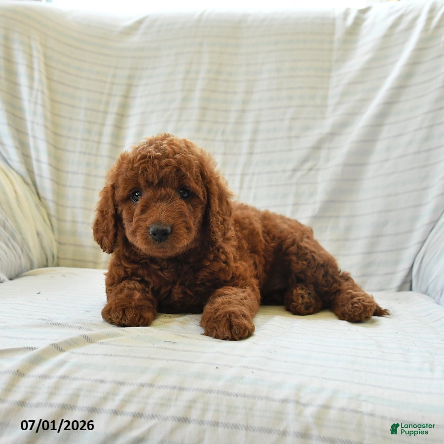 Mini Goldendoodle dogs Lori - Ad 2