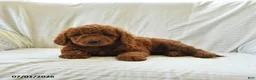 Mini Goldendoodle dogs for sale: Lori - Ad 2