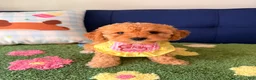 Cavapoo dogs for sale: Lucy - Ad 3