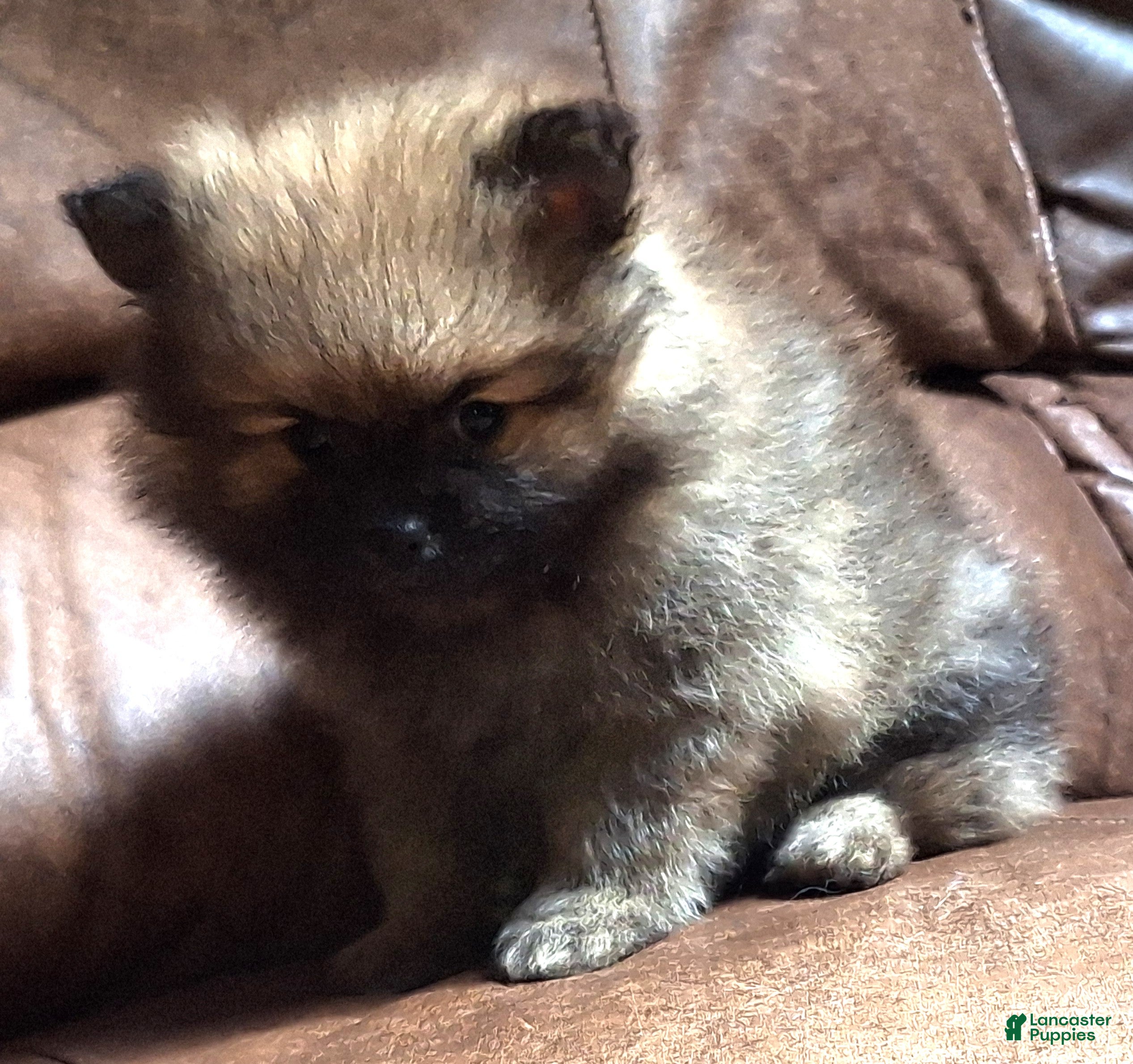 Pomeranian dogs Wolf sable female lighter - Ad 2
