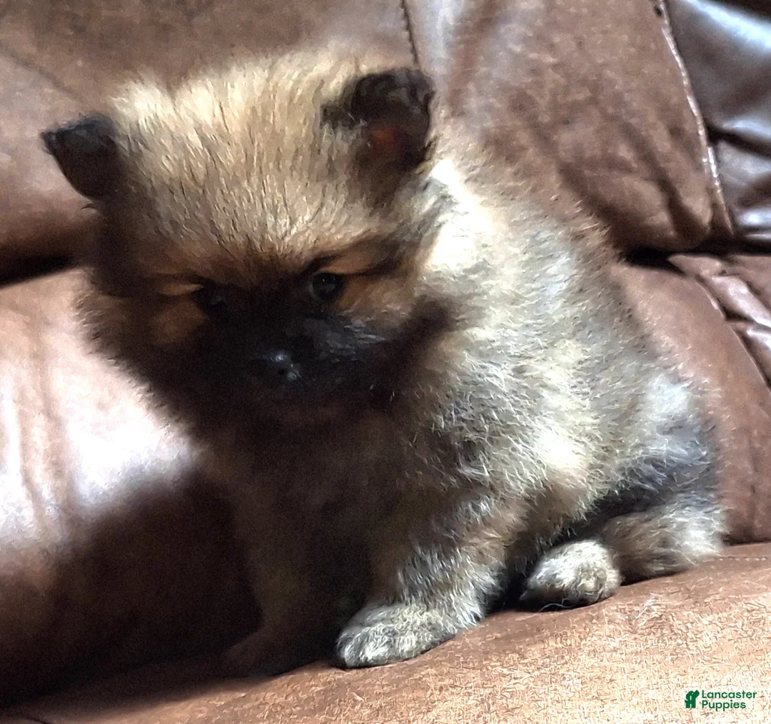 Pomeranian dogs for sale: Wolf sable female lighter - Ad 2