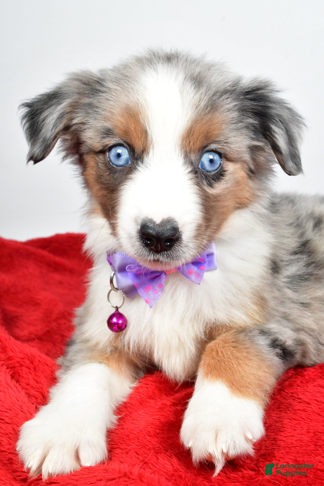 Miniature Australian Shepherd dogs for sale: Joshua - Ad 9