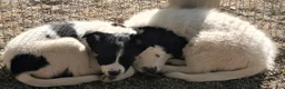 Border Collie dogs for sale: Border Collie 1 - Ad 11
