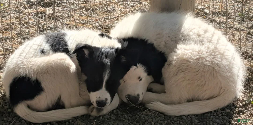 Border Collie dogs for sale: Border Collie 1 - Ad 11
