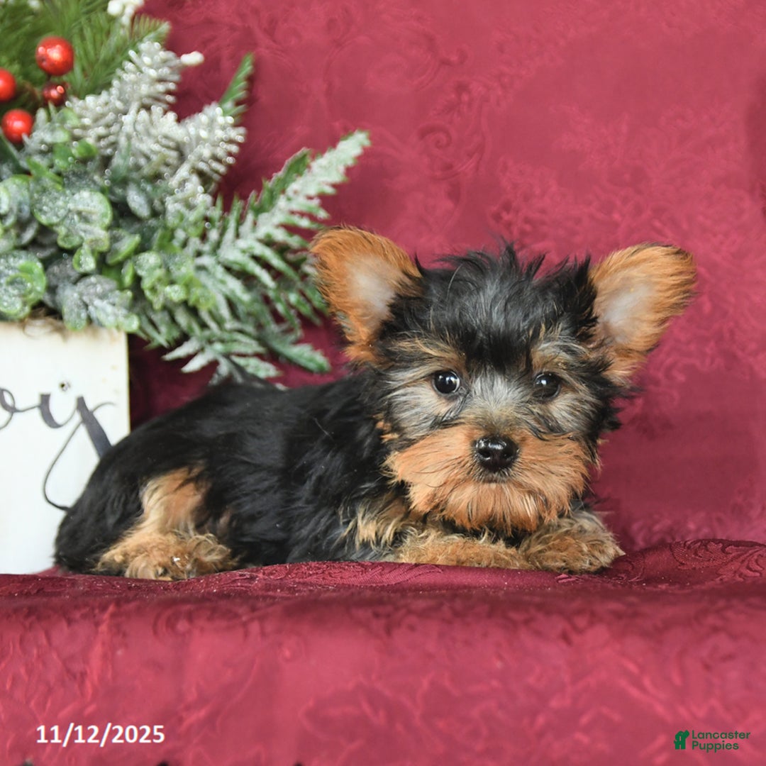 Yorkshire Terrier dogs for sale: Max - Ad 4