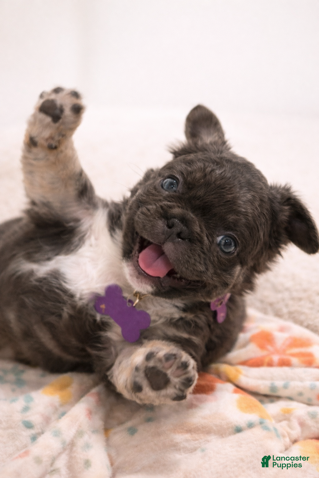 French Bulldog dogs French Bulldog Puppy 2 - Ad 7