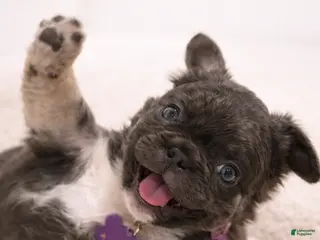 French Bulldog dogs French Bulldog Puppy 2 - Ad 7