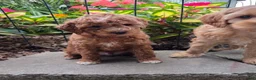Cavapoo dogs for sale: Tipp - Ad 9