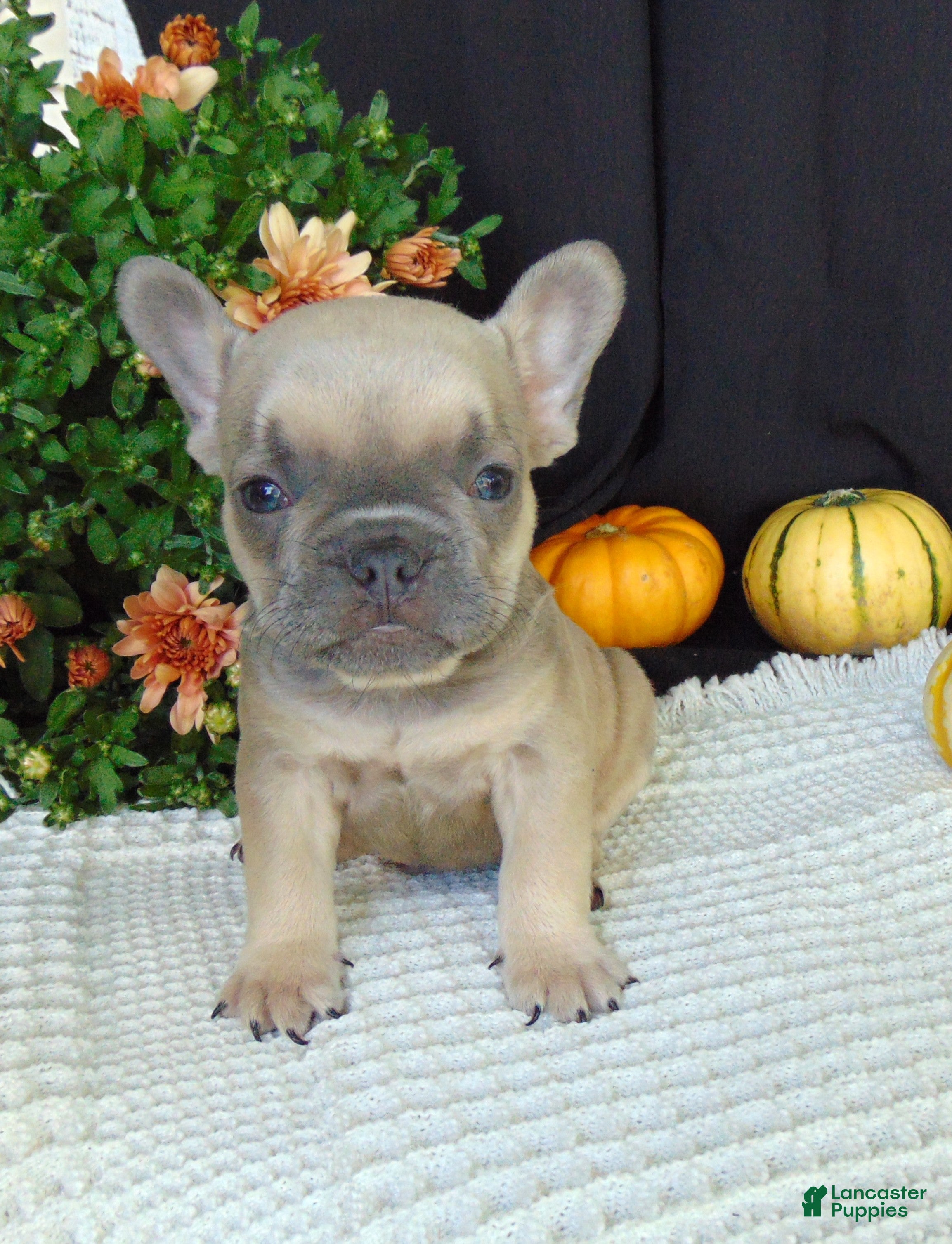 French Bulldog dogs Mitchell - Ad 1