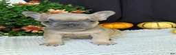 French Bulldog dogs for sale: Mitchell - Ad 9
