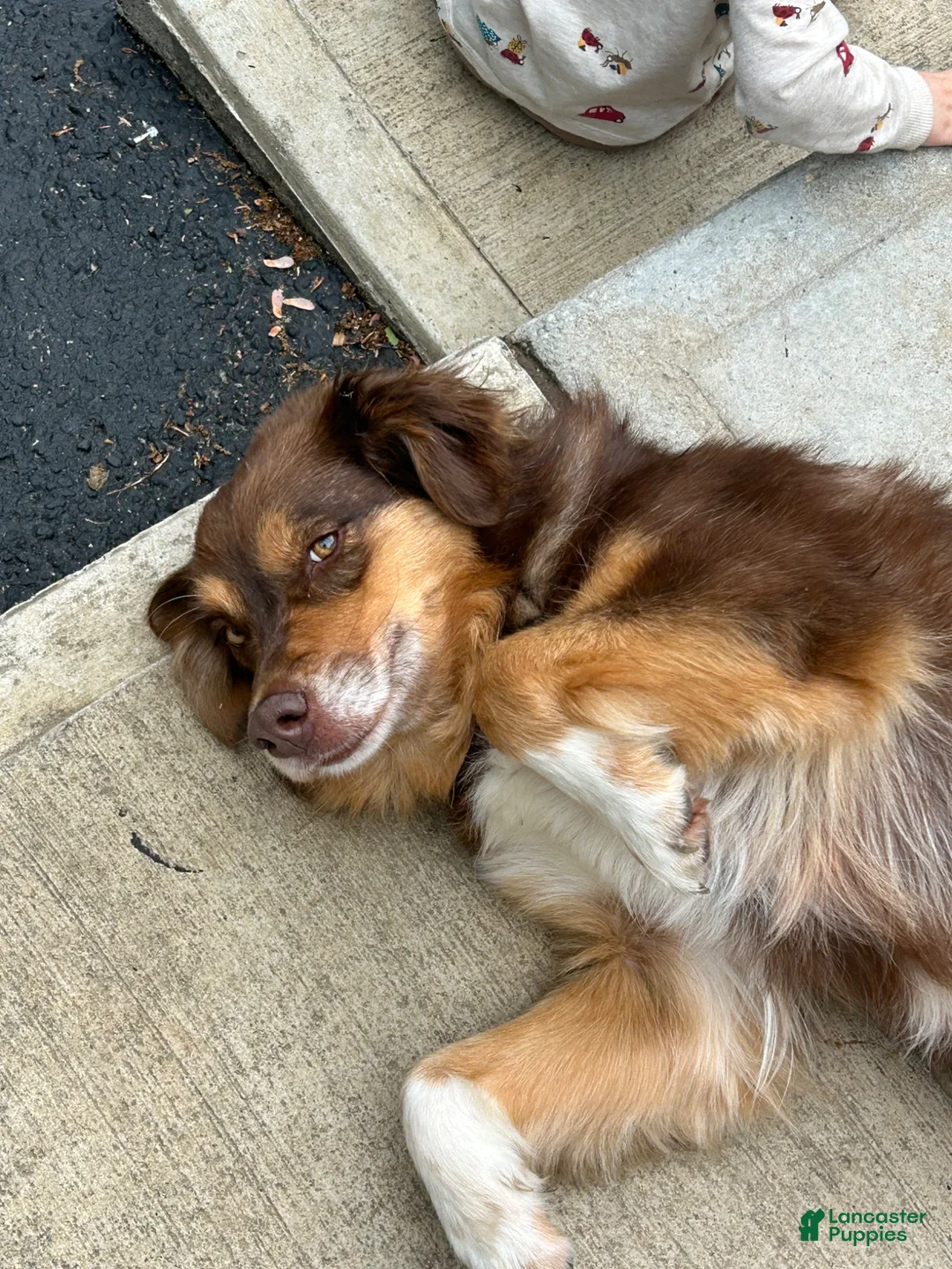Australian Shepherd dogs for sale: Coco - Ad 3