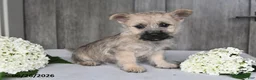 Cairn Terrier dogs for sale: Amber - Ad 9