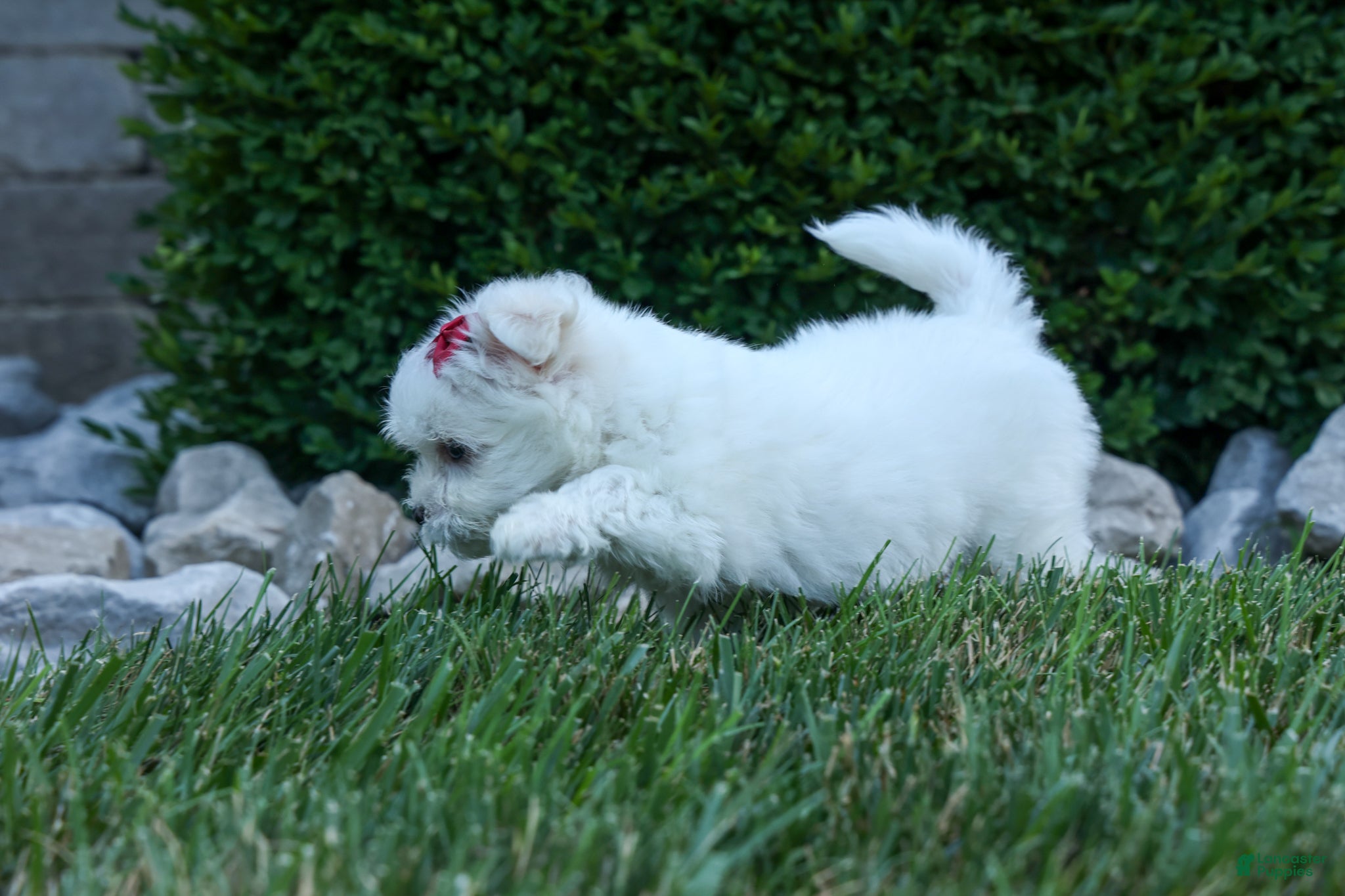 Maltese dogs OSCAR - Ad 1