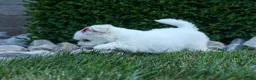 Maltese dogs for sale: OSCAR - Ad 6