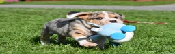Beabull dogs for sale: Hunter - Ad 13