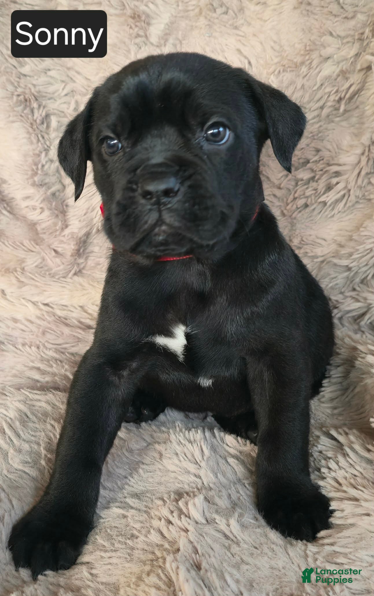 Cane Corso dogs Sonny - Ad 18