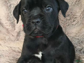 Cane Corso dogs Sonny - Ad 14