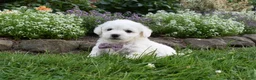 Cavachon dogs for sale: Theresa - Ad 5