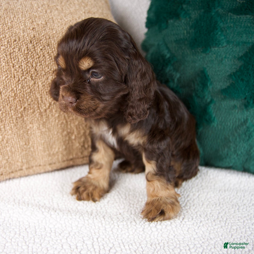 Cocker Spaniel dogs for sale: Rose - Ad 3