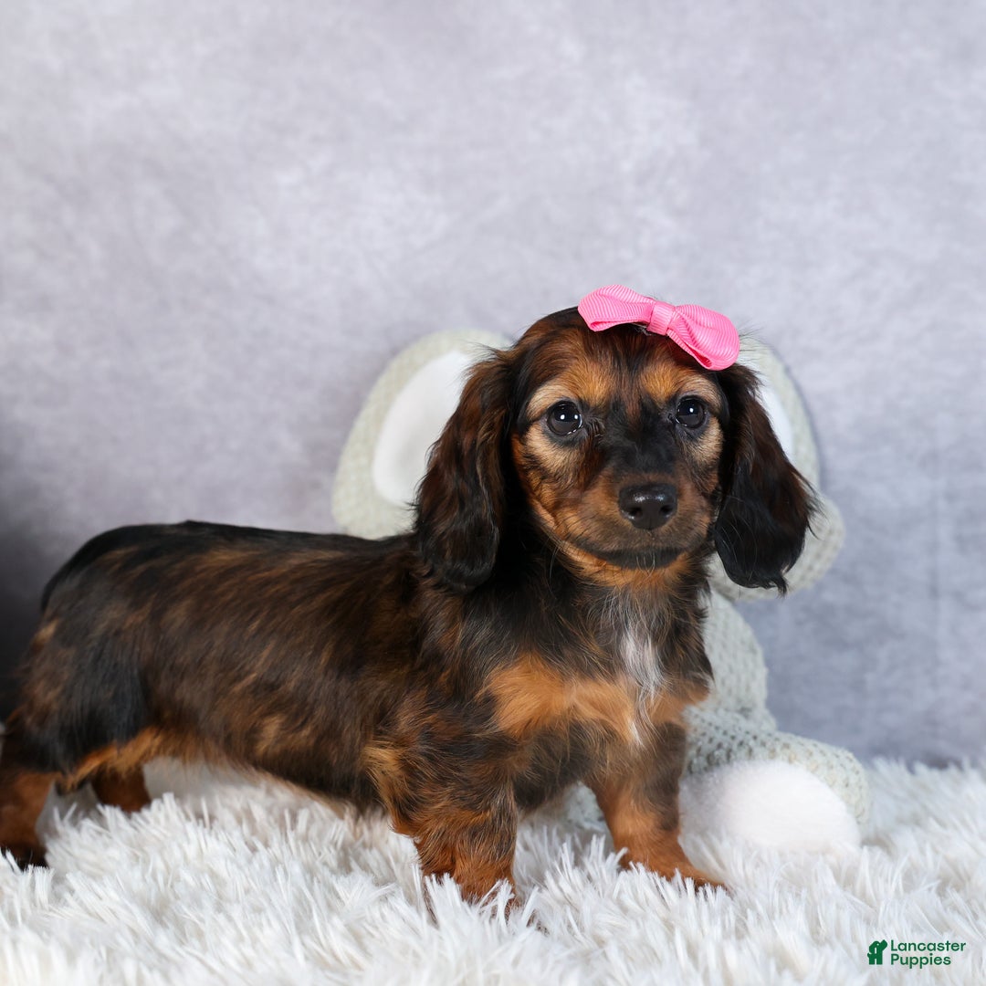 Miniature Dachshund dogs for sale: Fiona - Ad 14