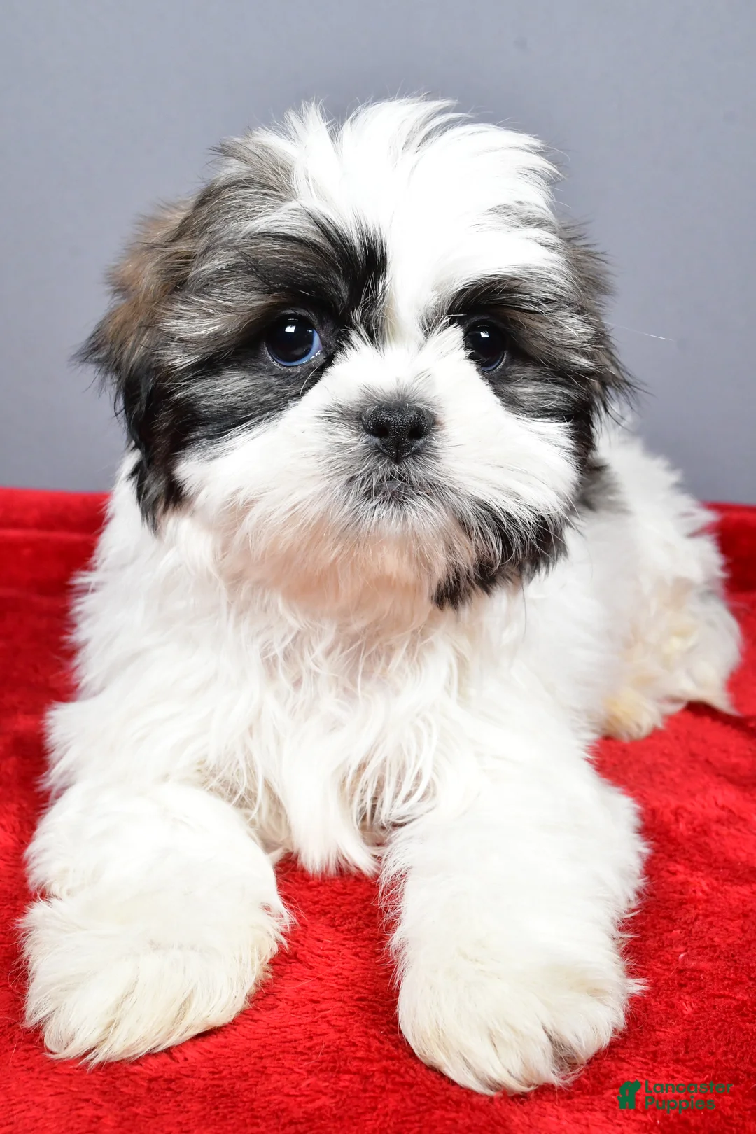 Shih Tzu dogs for sale: Neal - Ad 4
