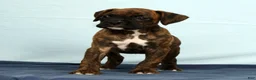 Boxer dogs for sale: Max - Ad 5