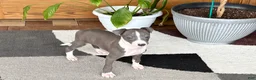 Italian Greyhound dogs for sale: Jerry - Ad 8