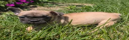 French Bulldog dogs for sale: French Bread - Ad 6