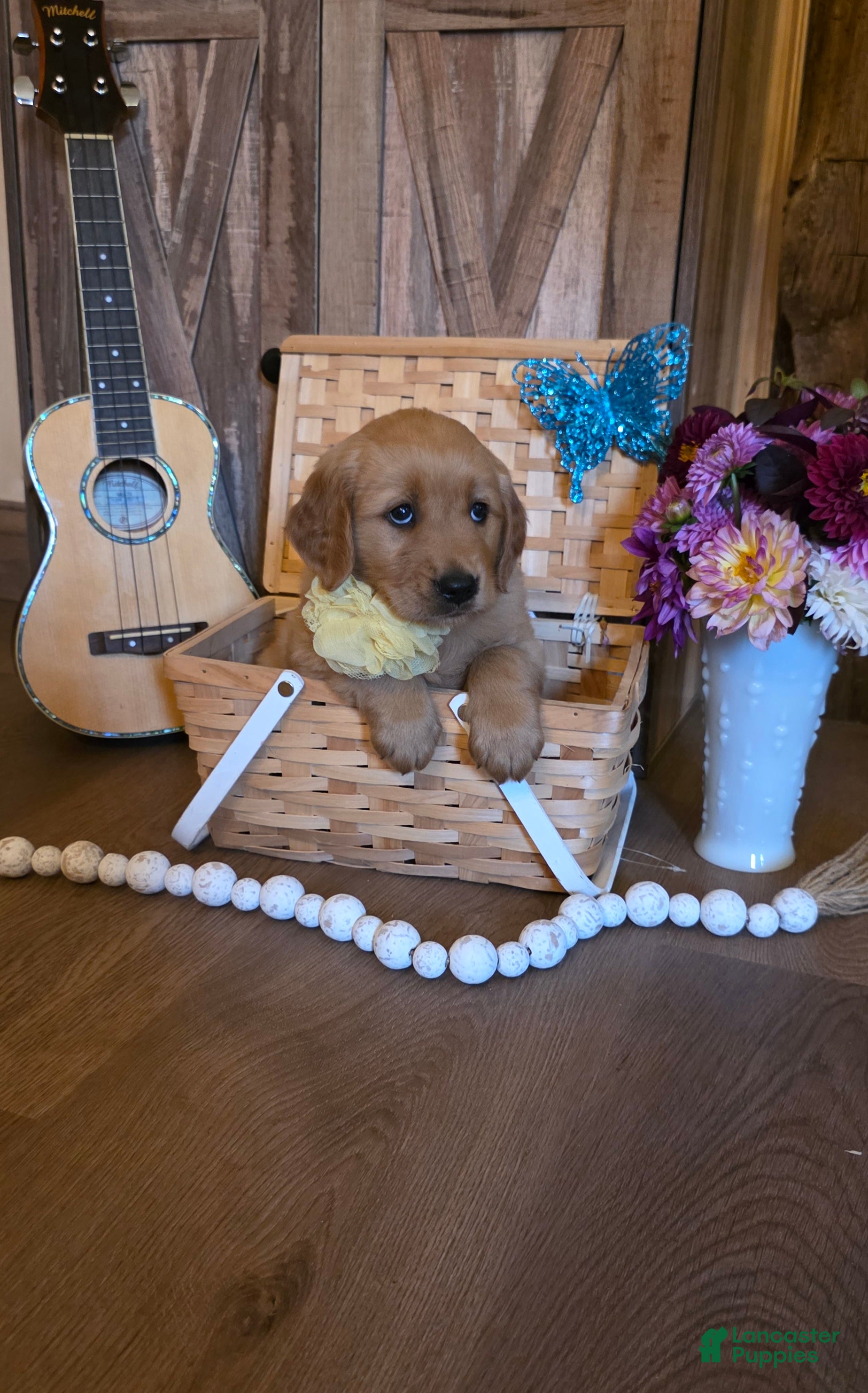 Golden Retriever dogs  Luna - Ad 2