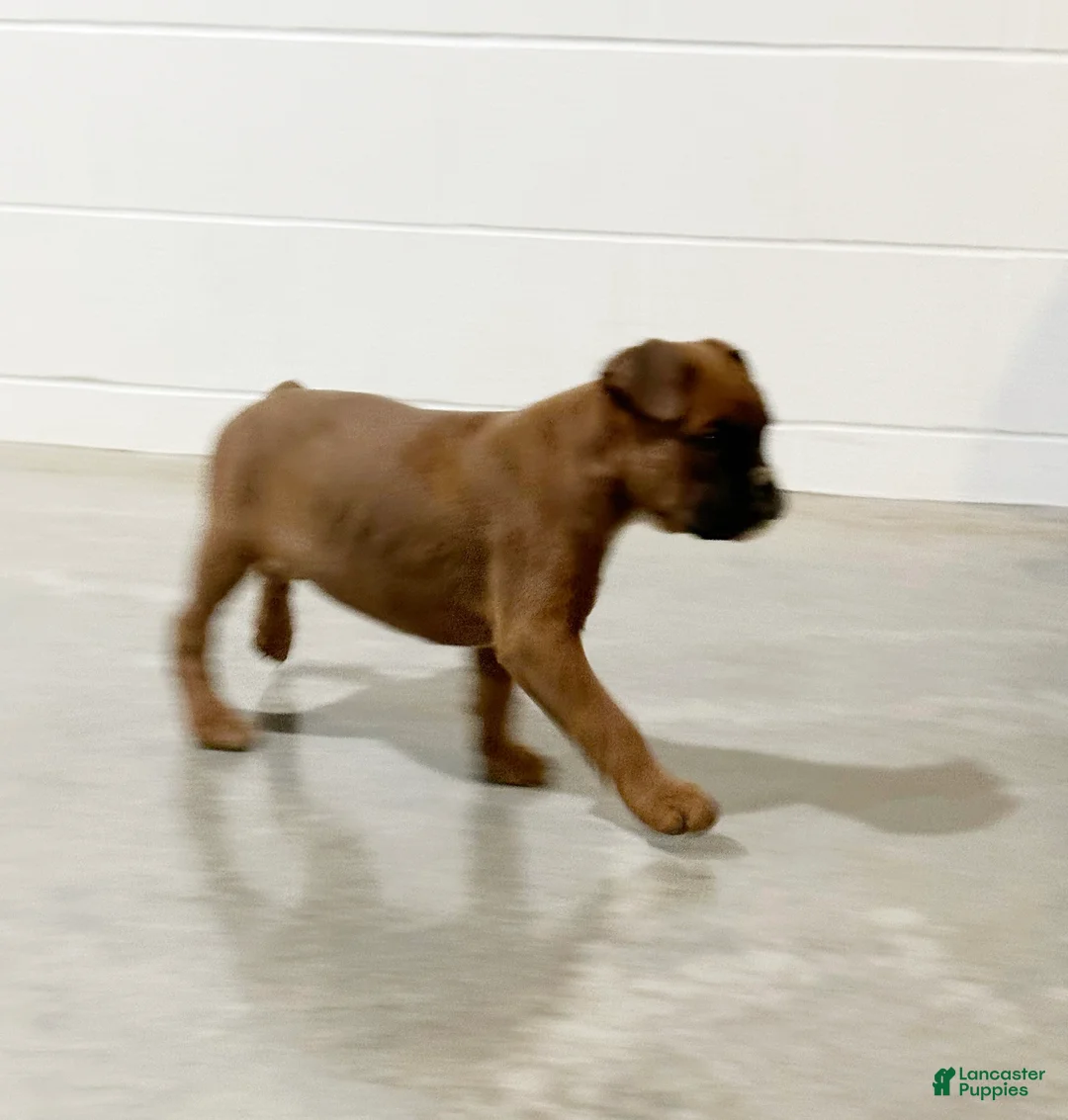 Boxer dogs for sale: Hank - Ad 2