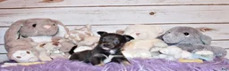 Chihuahua dogs for sale: Blue - Ad 4