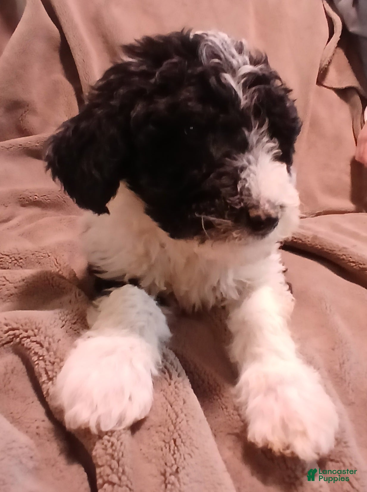 Sheepadoodle dogs Skunk - Ad 42