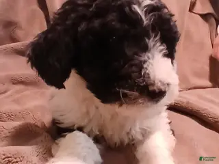 Sheepadoodle dogs Skunk - Ad 42