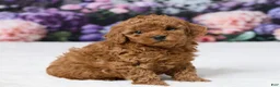 Miniature Poodle dogs for sale: Tony - Ad 3