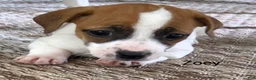 Jack Russell Terrier dogs for sale: Zoey  - Ad 4