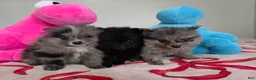 Pomeranian dogs for sale: Peaches  - Ad 2