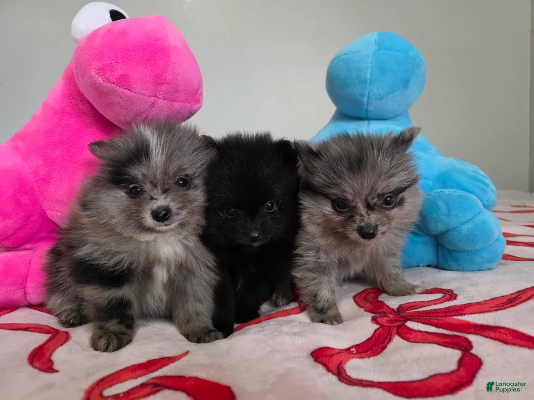 Pomeranian dogs for sale: Peaches  - Ad 2