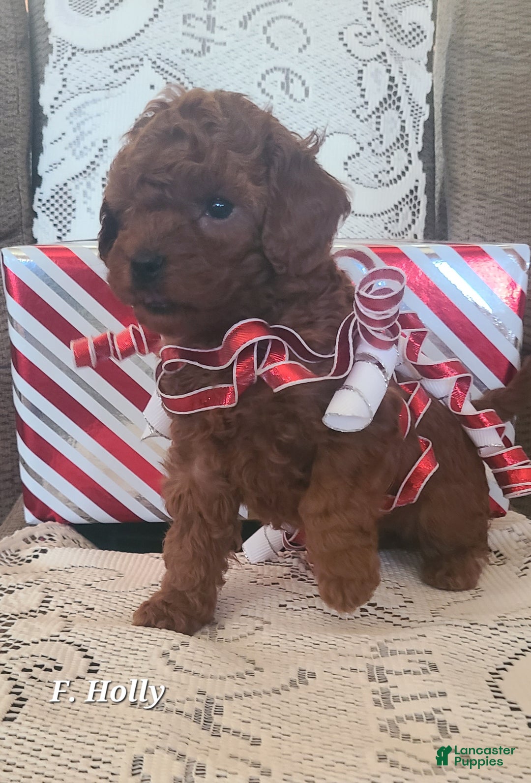 Miniature Poodle dogs for sale: Miniature Poodle Holly  - Ad 1