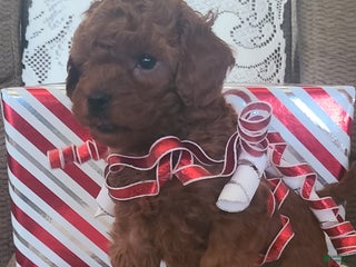 Miniature Poodle dogs Miniature Poodle Holly - Ad 2