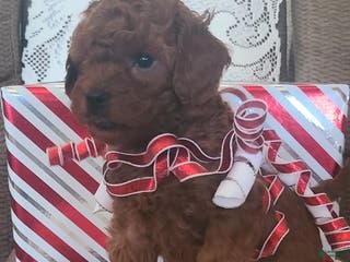 Miniature Poodle dogs Miniature Poodle Holly - Ad 12