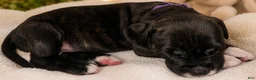 Mixed Breed dogs for sale: American Corso purple collar - Ad 3