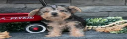 Yorkshire Terrier dogs for sale: Marietta - Ad 3